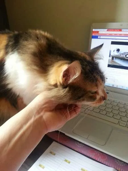 Gato ra a Maine Coon misturado com SRD idade 2 anos nome Sophie