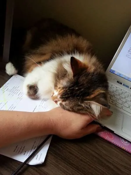 Gato ra a Maine Coon misturado com SRD idade 2 anos nome Sophie