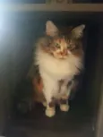 Sophie