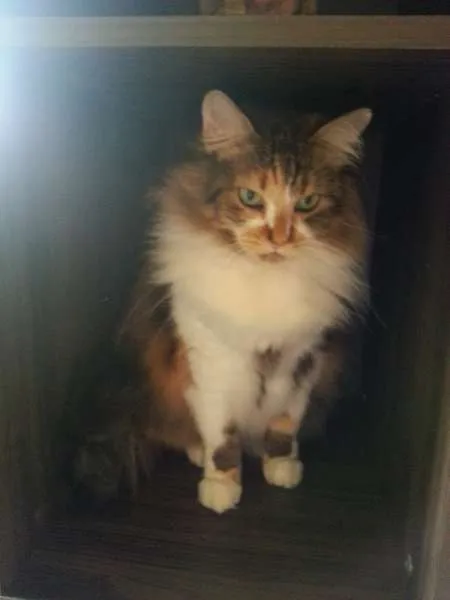 Gato ra a Maine Coon misturado com SRD idade 2 anos nome Sophie