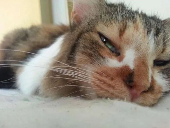 Gato ra a Maine Coon misturado com SRD idade 2 anos nome Sophie