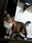 Sophie