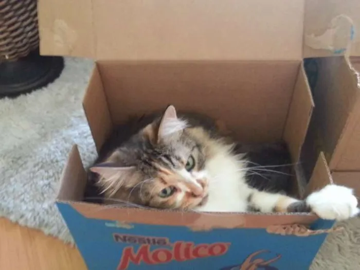 Gato ra a Maine Coon misturado com SRD idade 2 anos nome Sophie