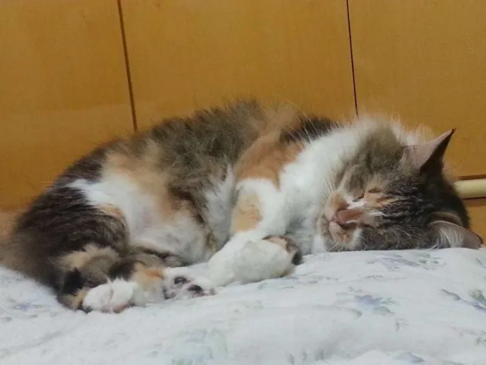 Gato ra a Maine Coon misturado com SRD idade 2 anos nome Sophie