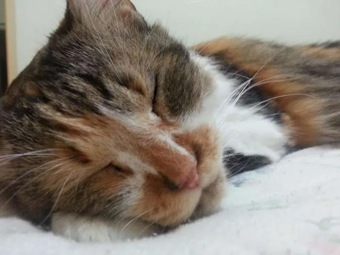 Gato ra a Maine Coon misturado com SRD idade 2 anos nome Sophie