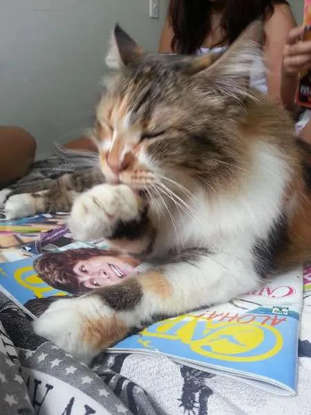 Gato ra a Maine Coon misturado com SRD idade 2 anos nome Sophie