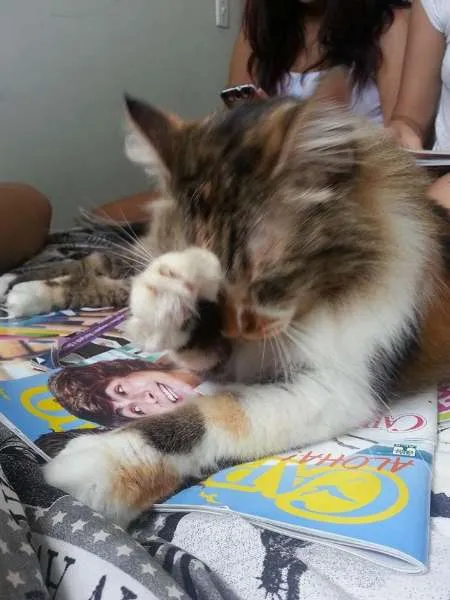 Gato ra a Maine Coon misturado com SRD idade 2 anos nome Sophie