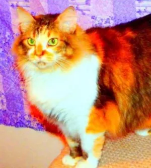 Gato raça Maine Coon misturado com SRD idade 2 anos nome Sophie