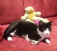 AGATHA