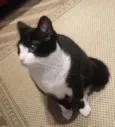 AGATHA