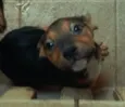 pituxa 