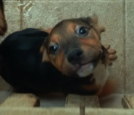 Cachorro ra a vira lata idade 2 a 6 meses nome pituxa 