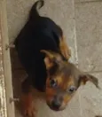 pituxa 