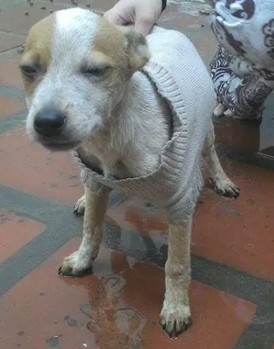 Cachorro ra a SRD idade 2 a 6 meses nome White