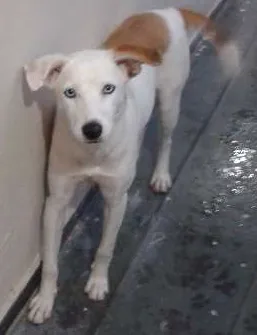 Cachorro ra a SRD idade 7 a 11 meses nome Flore