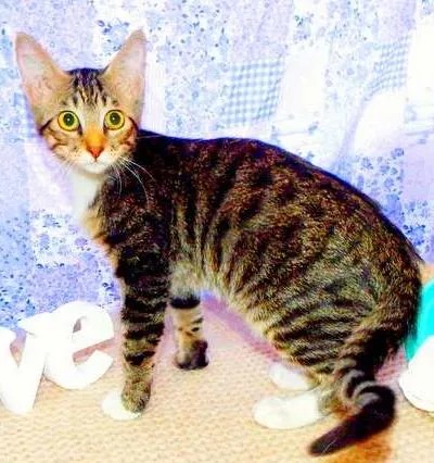 Gato ra a SRD idade 7 a 11 meses nome Marley