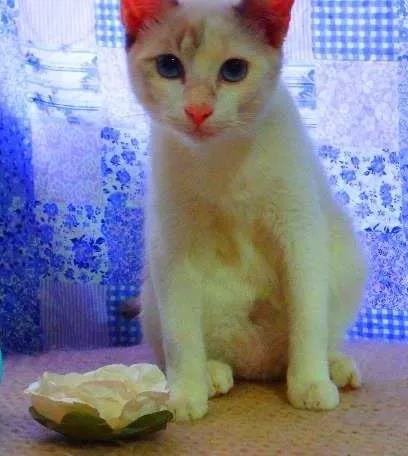 Gato ra a SRD idade 1 ano nome Bella