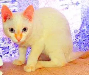 Gato ra a Siamês yellow point idade 1 ano nome Ariel