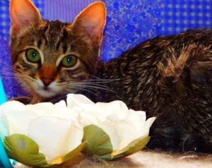 Gato raça SRD idade 7 a 11 meses nome Jasmim