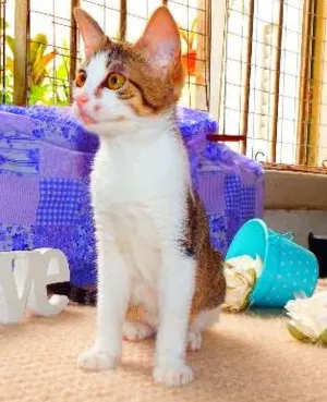 Gato raça SRD idade 7 a 11 meses nome Belinha