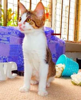 Gato ra a SRD idade 7 a 11 meses nome Belinha