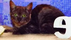 Gato raça SRD idade 1 ano nome Alfajor