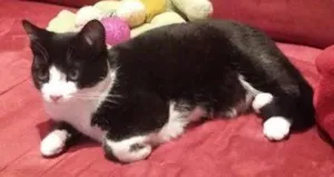 Gato raça SRD idade 2 a 6 meses nome AGATHA