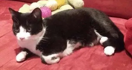 Gato ra a SRD idade 2 a 6 meses nome AGATHA