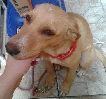 Cachorro ra a SRD idade 7 a 11 meses nome Phina