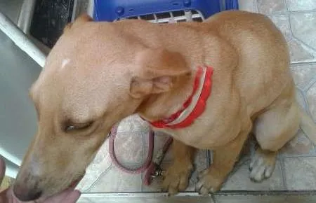 Cachorro ra a SRD idade 7 a 11 meses nome Phina