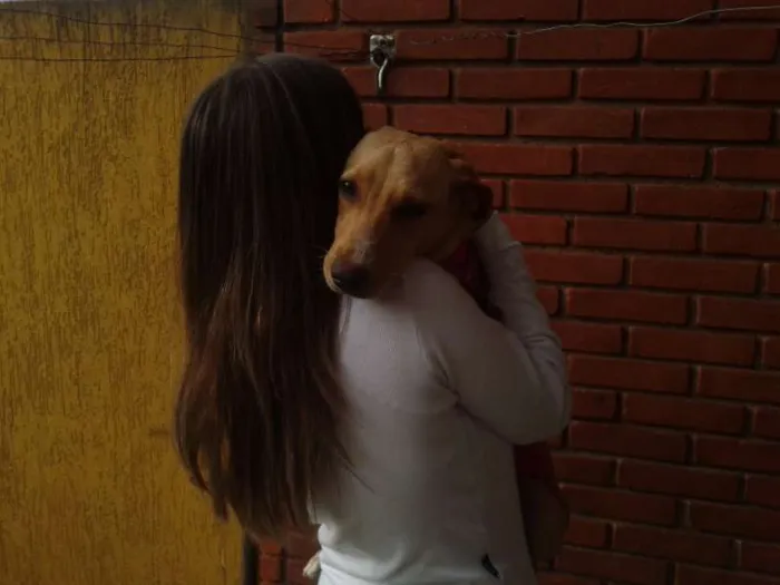 Cachorro ra a SRD idade 7 a 11 meses nome Phina