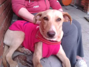 Cachorro raça SRD idade 7 a 11 meses nome Phina