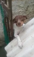 Pingo