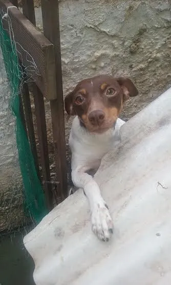 Cachorro raça paulistinha idade 3 anos nome Pingo