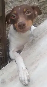Cachorro raça paulistinha idade 3 anos nome Pingo
