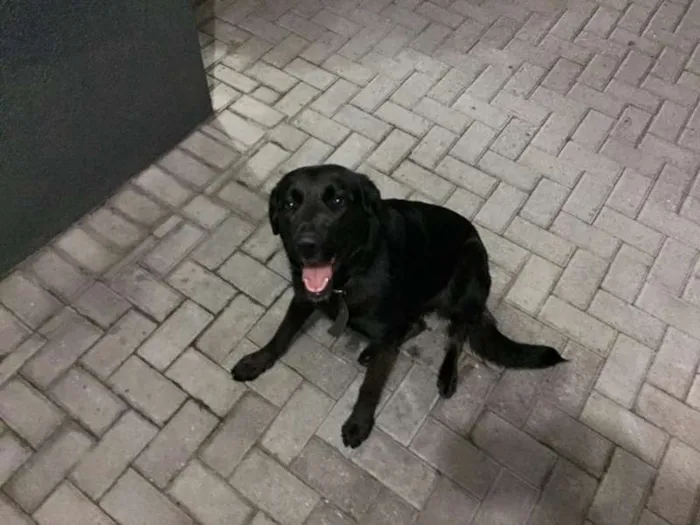 Cachorro ra a Sem raça definida parece labrador idade  nome Sem nome