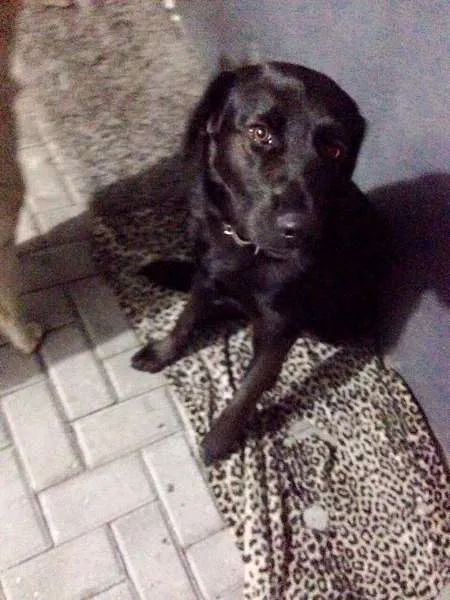 Cachorro ra a Sem raça definida parece labrador idade  nome Sem nome