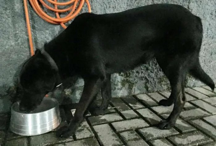 Cachorro ra a Sem raça definida parece labrador idade  nome Sem nome