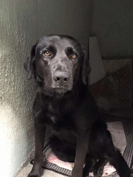 Cachorro ra a Sem raça definida parece labrador idade  nome Sem nome