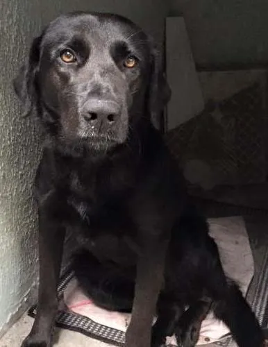 Cachorro ra a Sem raça definida parece labrador idade  nome Sem nome