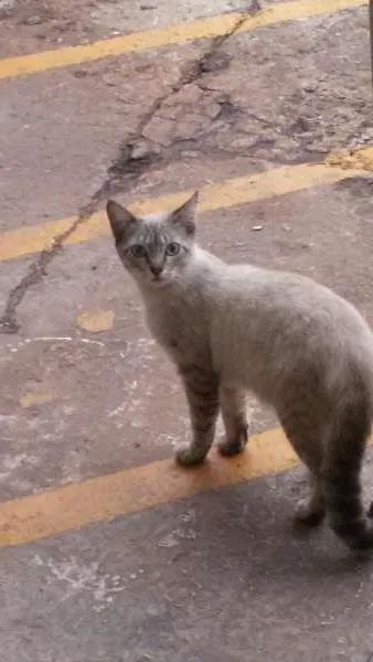 Gato ra a SRD idade 1 ano nome Gatinhos Lindos