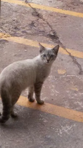 Gato ra a SRD idade 1 ano nome Gatinhos Lindos