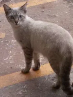 Gato raça SRD idade 1 ano nome Gatinhos Lindos