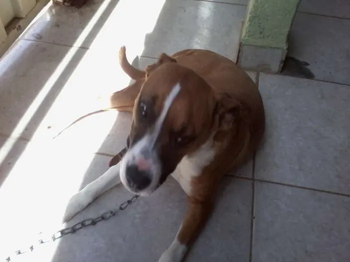 Cachorro ra a Boxer idade 7 a 11 meses nome AYRA