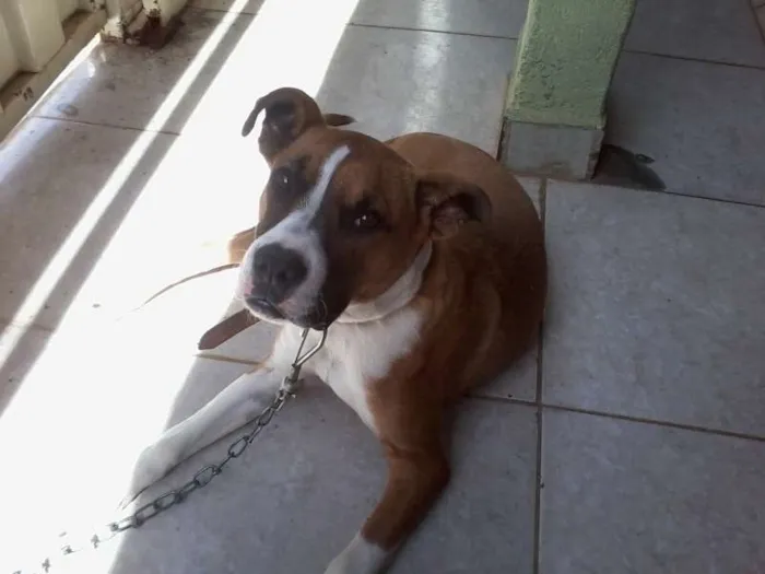 Cachorro ra a Boxer idade 7 a 11 meses nome AYRA