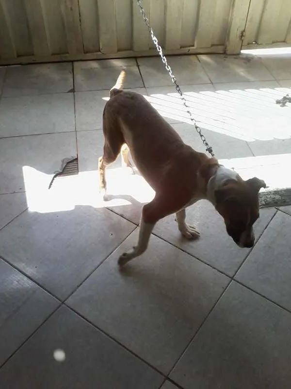 Cachorro ra a Boxer idade 7 a 11 meses nome AYRA