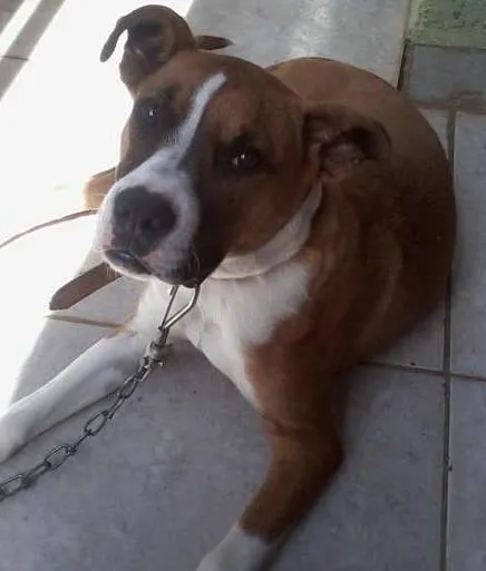 Cachorro ra a Boxer idade 7 a 11 meses nome AYRA