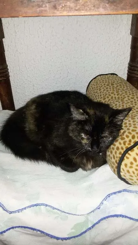 Gato ra a Angorá idade 2 a 6 meses nome Anabelle
