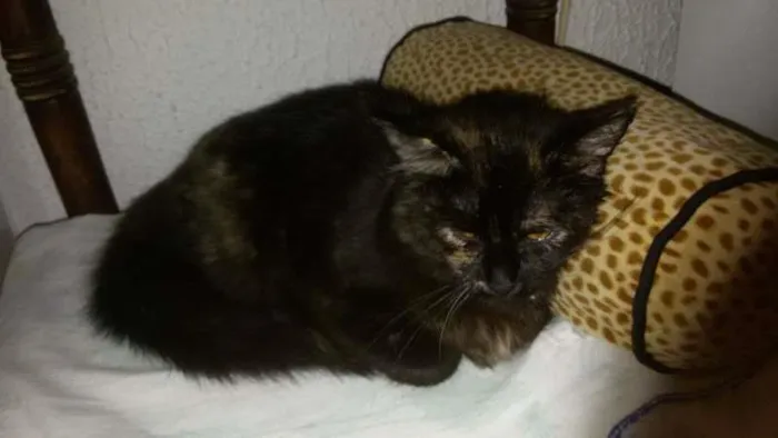 Gato ra a Angorá idade 2 a 6 meses nome Anabelle