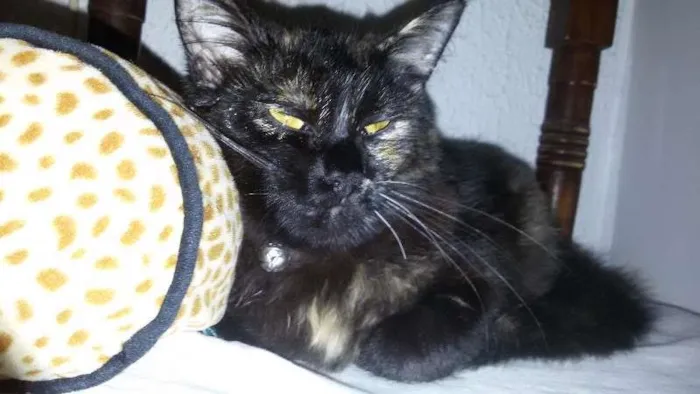Gato ra a Angorá idade 2 a 6 meses nome Anabelle